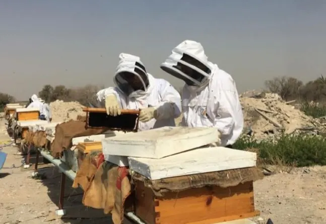 من العربية إلى العالمية في غضون أشهر.. بعد جائزة ليوا الإمارات «عسل مانجروف القطيف» يحصد ذهبية في باريس.. وأخرى لـ سدر الأحساء
