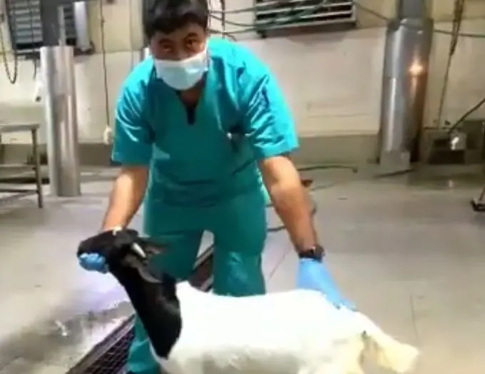بـ محتوى مرئي.. بيطريو القطيف يشاركون البيئة والمياه والزراعة الاحتفاء بيومهم العالمي.. وجائزة لأعلى ريتويت