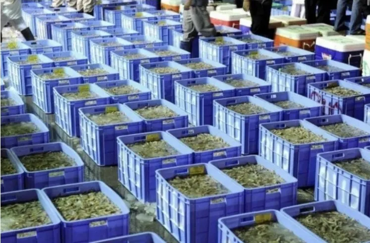 في القطيف.. الثروة السمكية تخصص أيقونة لتصاريح الروبيان.. وتدعو أصحاب القوارب الصغيرة للتقديم لموسم الصيد القادم