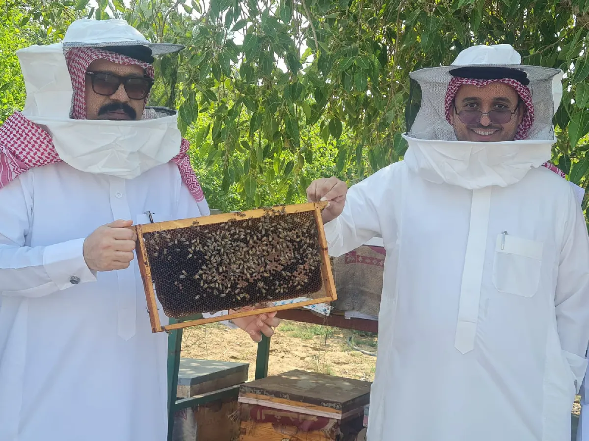 من أشجار السدر إلى خلايا النحل.. القطيف تطلق أولى مبادرات «عسل السدر» لتعزيز الإنتاج المحلي