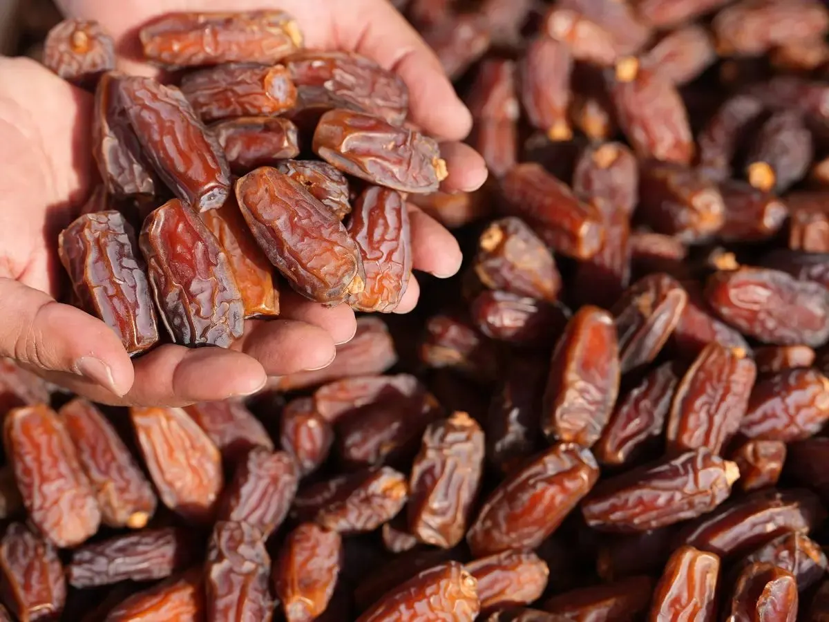 في سوق الخضار المركزي بالقطيف.. الزراعة ترفع مستوى الوعي حول التمور