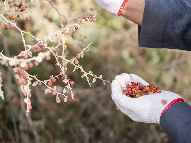 مركز “الغطاء النباتي” يجمع 80 طنًّا من البذور خلال 2025