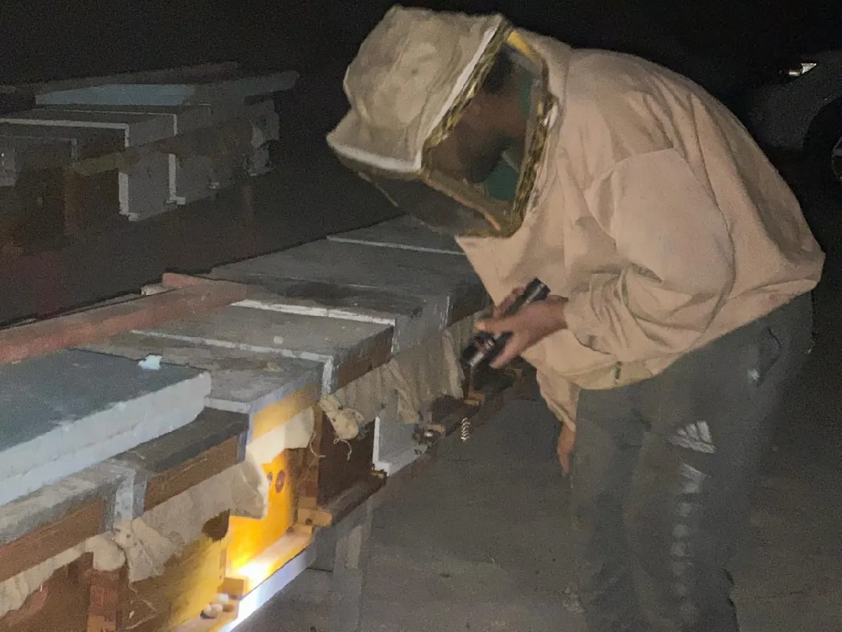 في القطيف.. غابات المانجروف تشتعل بالرحيق.. والنحل يبدأ عزف العسل على سواحل خليج تاروت