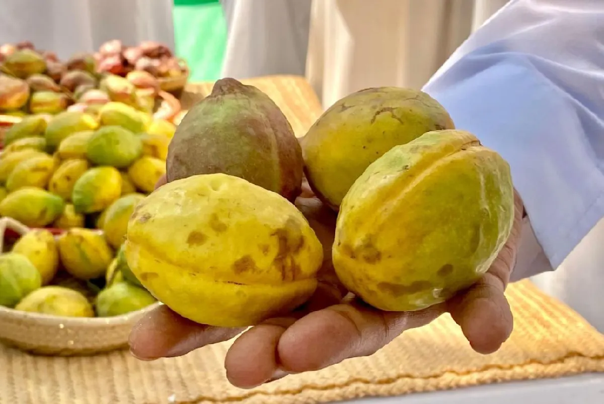 من الحديقة إلى المول.. النسخة الثالثة لـ «اللوز القطيفي» تتوارى خلف جدران هايبر ماركت في سيهات