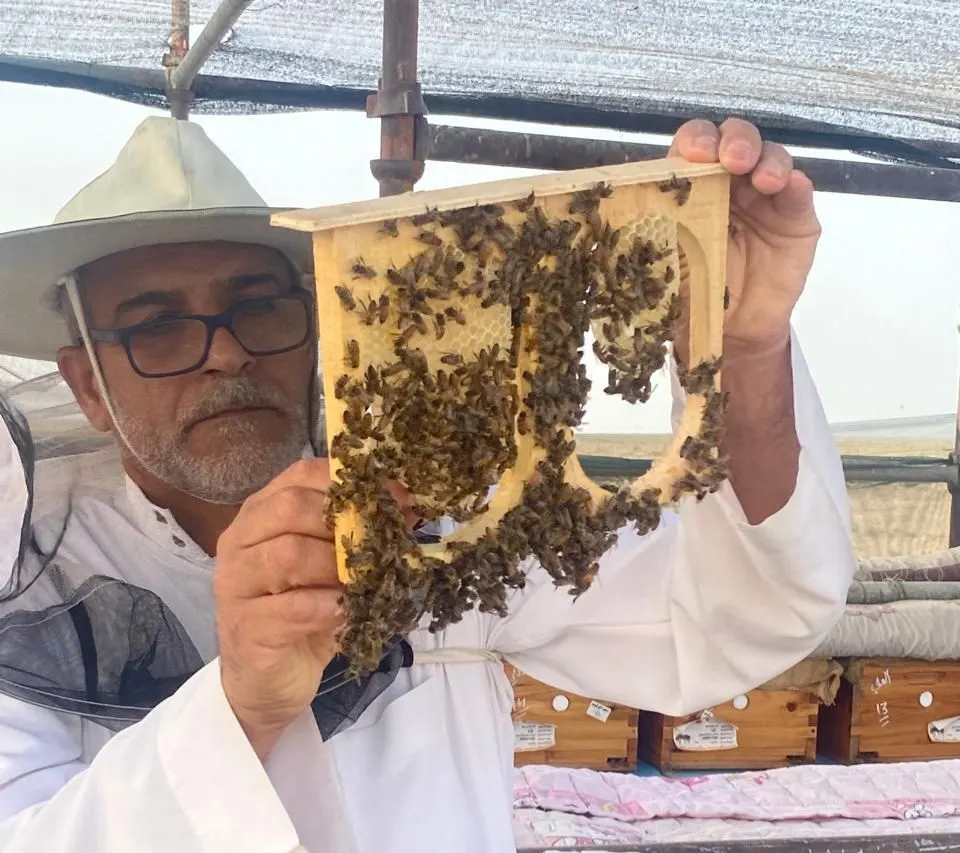 من الجش إلى خليج تاروت.. 30 عامًا مع النحل و6 مواسم مع المانجروف.. «علي العلي» يواصل صناعة العسل من قلب البيئة الساحلية
