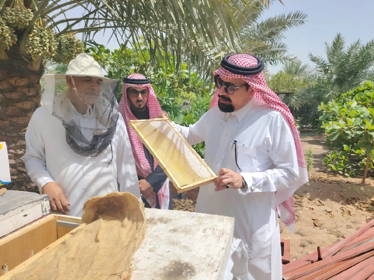 «مرحلة الفرز تُتوّج موسم المانجروف».. اقتراب ختام مبادرة العسل الخامسة بالقطيف