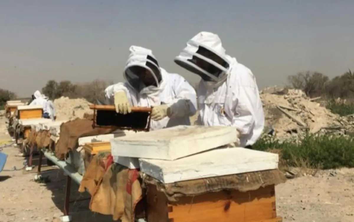 2023 عام الذهب لـ«عسل مانجروف القطيف».. بعد الإمارات وباريس.. ذهبيتان جديدتان في لندن.. لـ سلطان الأحساء ونحّالة سيهات «دينا»