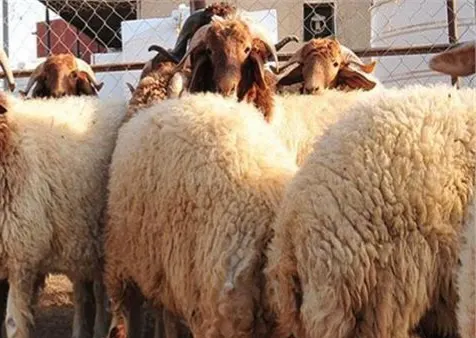 خيرية الجارودية تستعد لـ «أضحية العيد» بـ 140 أضحية