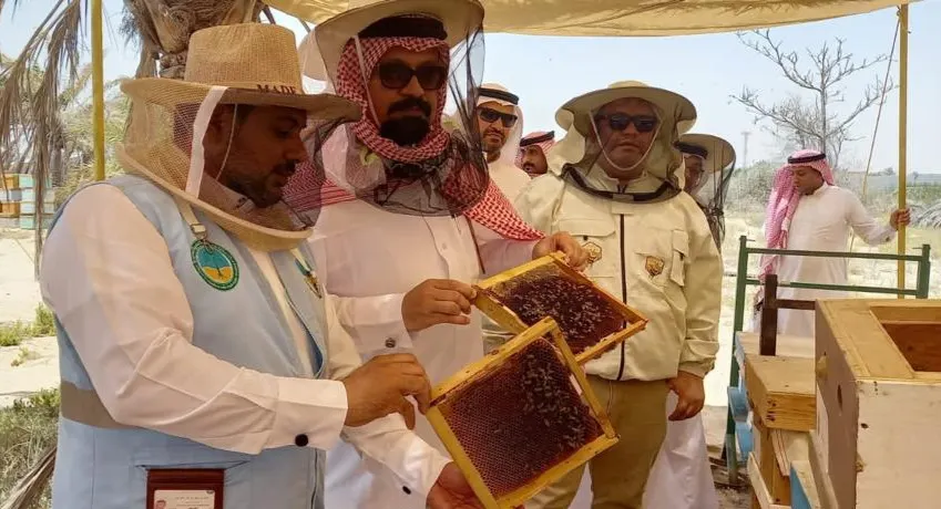 متفقدًا آلية التحول لإنتاج العسل العضوي.. مدير البيئة والمياه والزراعة بالقطيف يقف ميدانيًا على خلايا نحل المانجروف