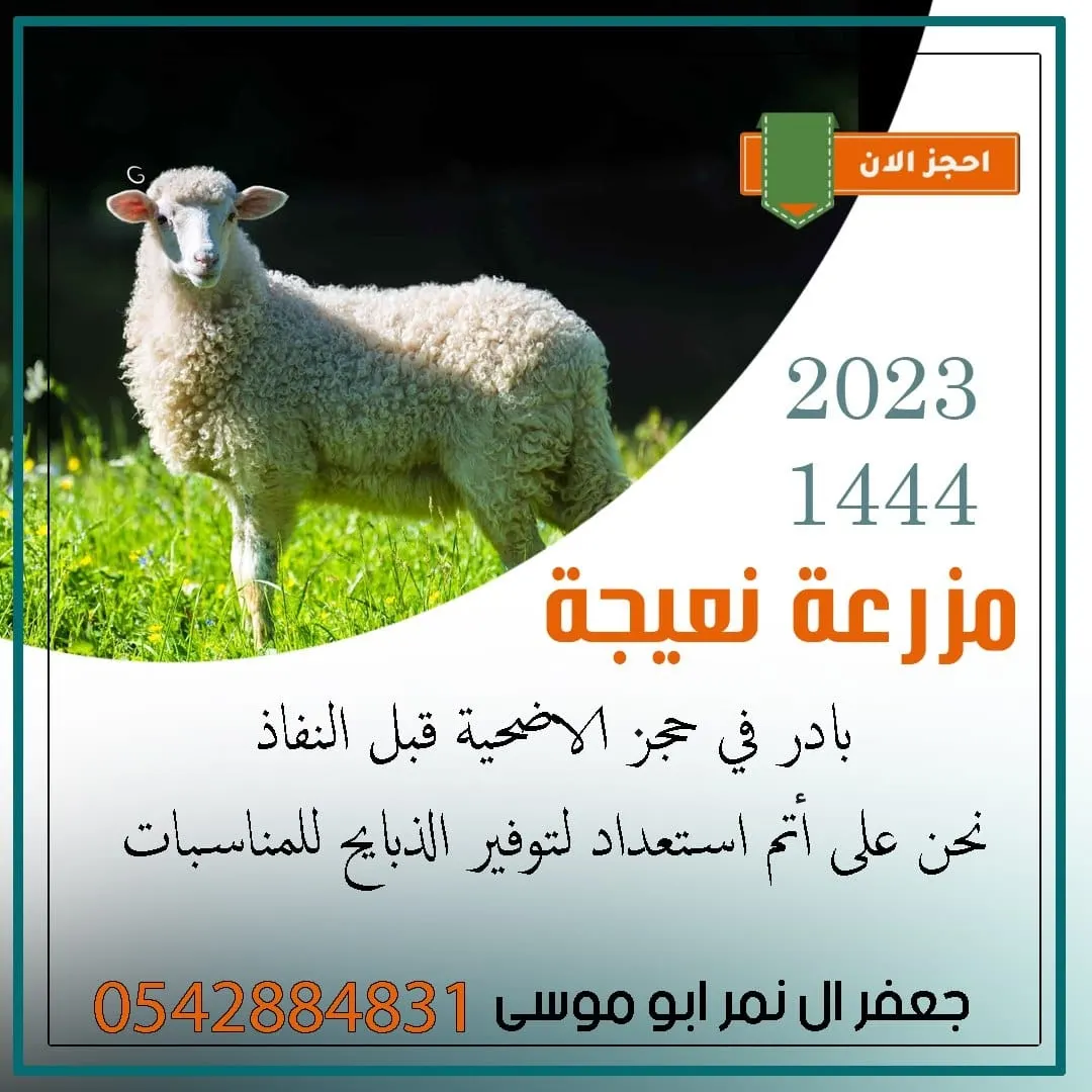 في مزرعة «نعيجة» بالقطيف.. عروض لا تفوّت على الذبائح بأسعار مغرية.. بمناسبة عيد الأضحى المبارك