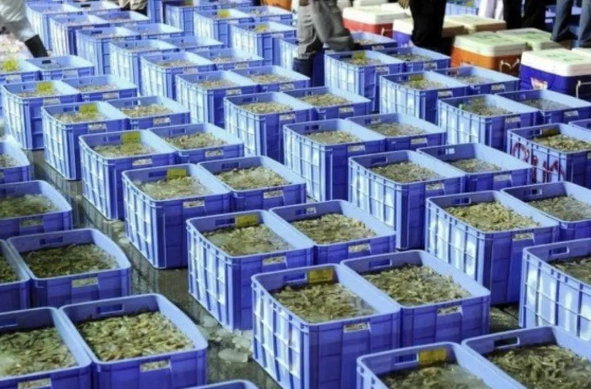انطلاق موسم صيد الروبيان 14 محرم.. وأسواق القطيف تترقب أولى الشحنات