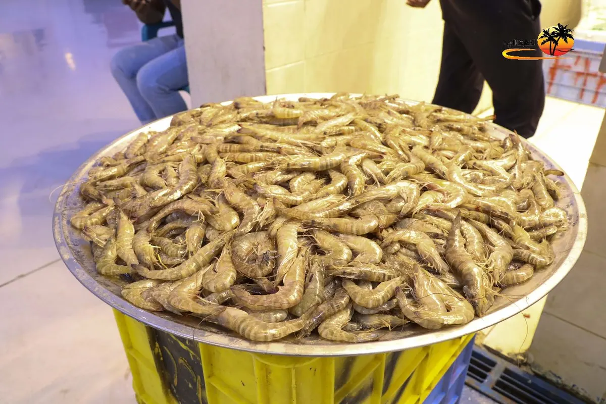 بالفيديو والصور.. أسواق القطيف تستقبل أولى شحنات موسم الروبيان.. 650 ريالاً سعر الثلاجة.. وعودة المراكب الكبيرة تحدد الأسعار