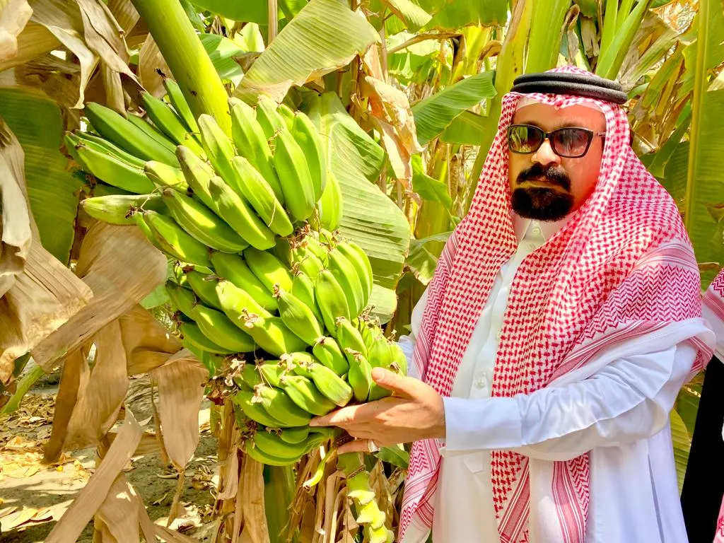 في جارودية القطيف.. البيئة والمياه والزراعة تطلع على نجاح زراعة الموز
