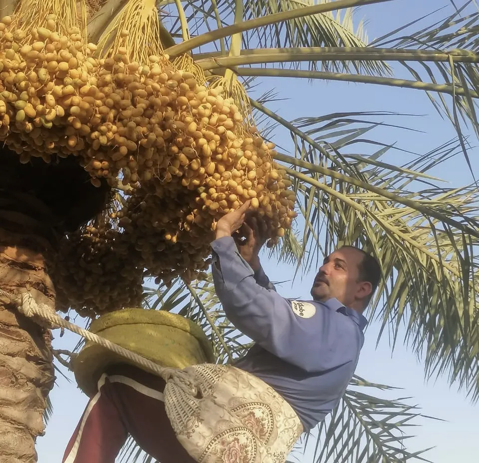 إطلاق أول مهرجان للتمور في محافظة القطيف قريبًا