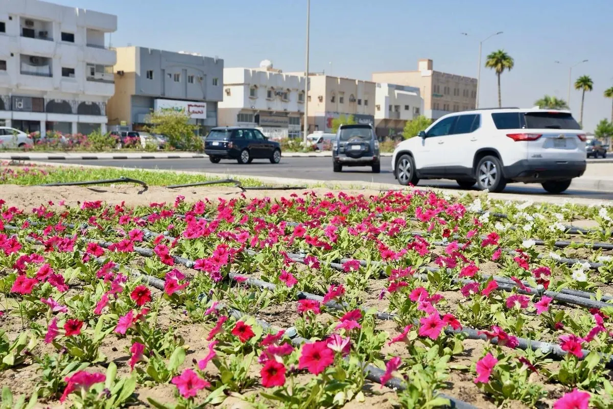 في القطيف.. البلدية تستعين بـ ماري قولد وبيتونيا هيبرد لتحسين المشهد الحضري والمظهر الجمالي