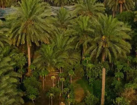 في التوبي.. جمعية التنمية وبلدية القطيف تحسنان المشهد الزراعي بـ«واحتنا جميلة»
