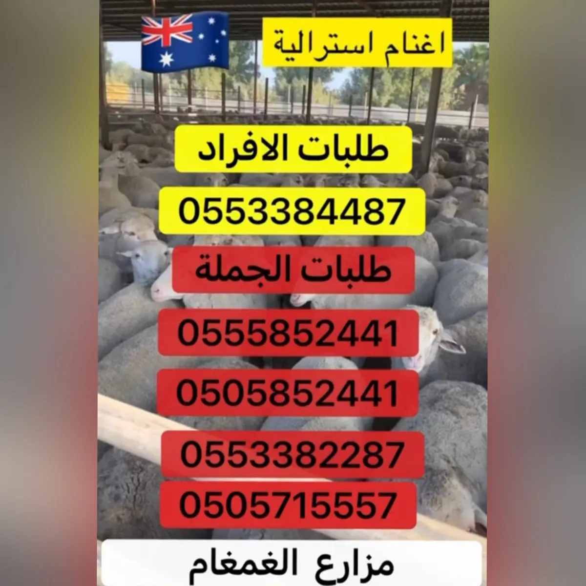 أغنام أسترالية بأسعار تنافسية.. في «مزارع الغمغام»