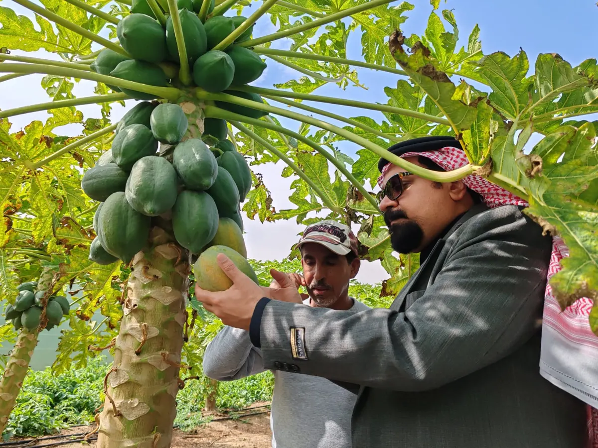 في الأوجام وأبو معن.. البيئة والمياه والزراعة بالقطيف تقف على التجارب الزراعية الناجحة.. بينها زراعة نبات الإستيفيا البديلة للسكر