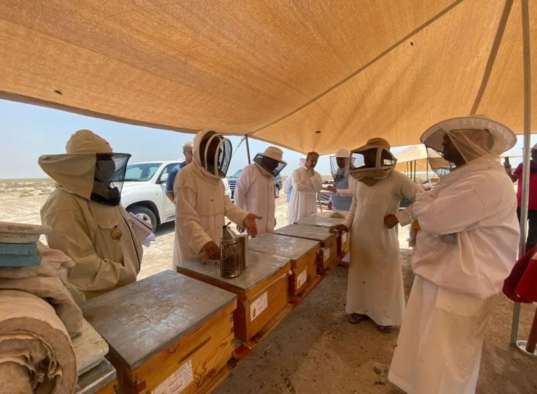 في مانجروف القطيف.. البيئة والوطني لتنمية الغطاء النباتي ومكافحة التصحر: «ملتزمون بحماية النحل»