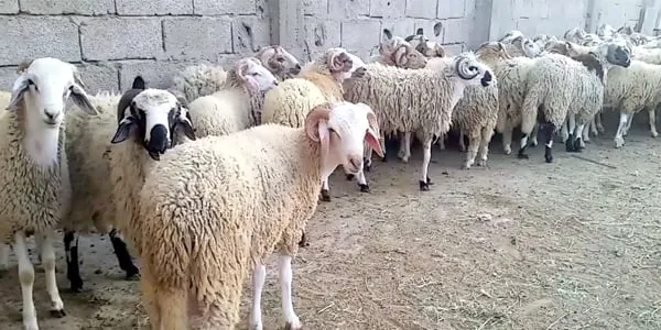 خيرية الأوجام توزع ألفًا و116 كيلو من لحوم الأضاحي على مستفيديها