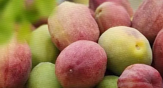 على مدى ثلاثة أيام.. منتزه سيهات يشهد فعاليات اللوز القطيفي