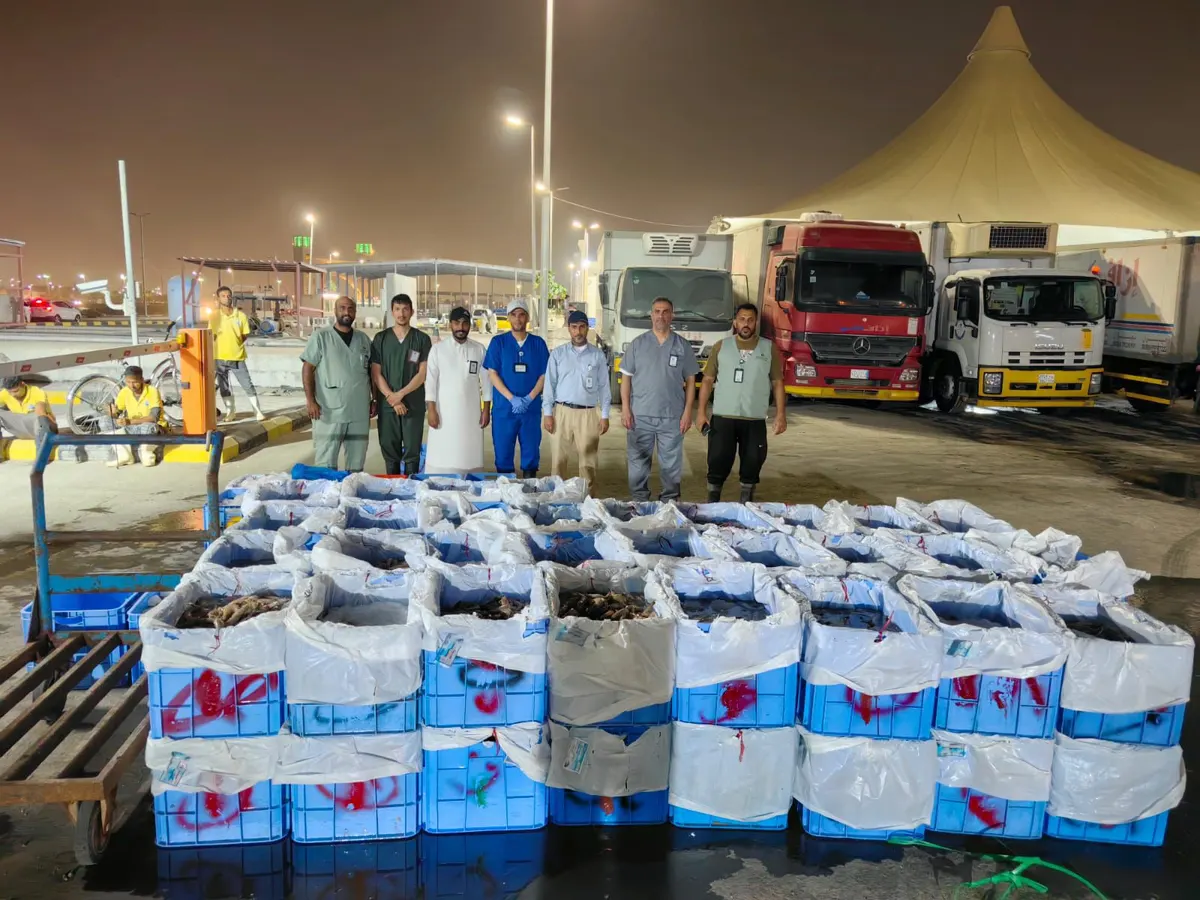 في سوق السمك بالقطيف.. الرقابة تضبط طنين من الروبيان والأسماك المستوردة الفاسدة.. قبل وصولها للمستهلك