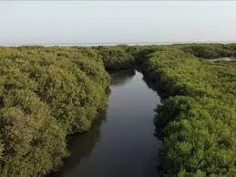 من سيهات مرورًا بتاروت إلى رأس أبو علي.. مبادرة لإنتاج عسل المانجروف تنطلق على سواحل الخليج العربي