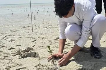 100 ألف شتلة مانجروف.. طلبة المدارس يغرسون الحياة في سواحل القطيف
