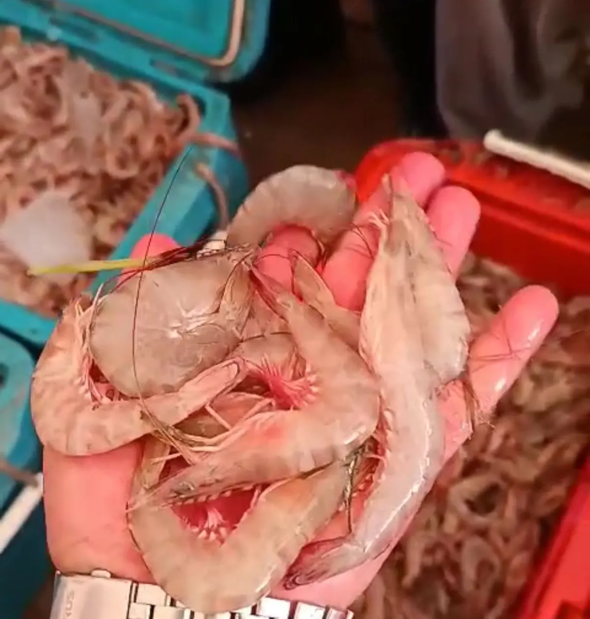 طلائع الروبيان تطرق أبواب سوق القطيف المركزي مع انطلاق الموسم الجديد
