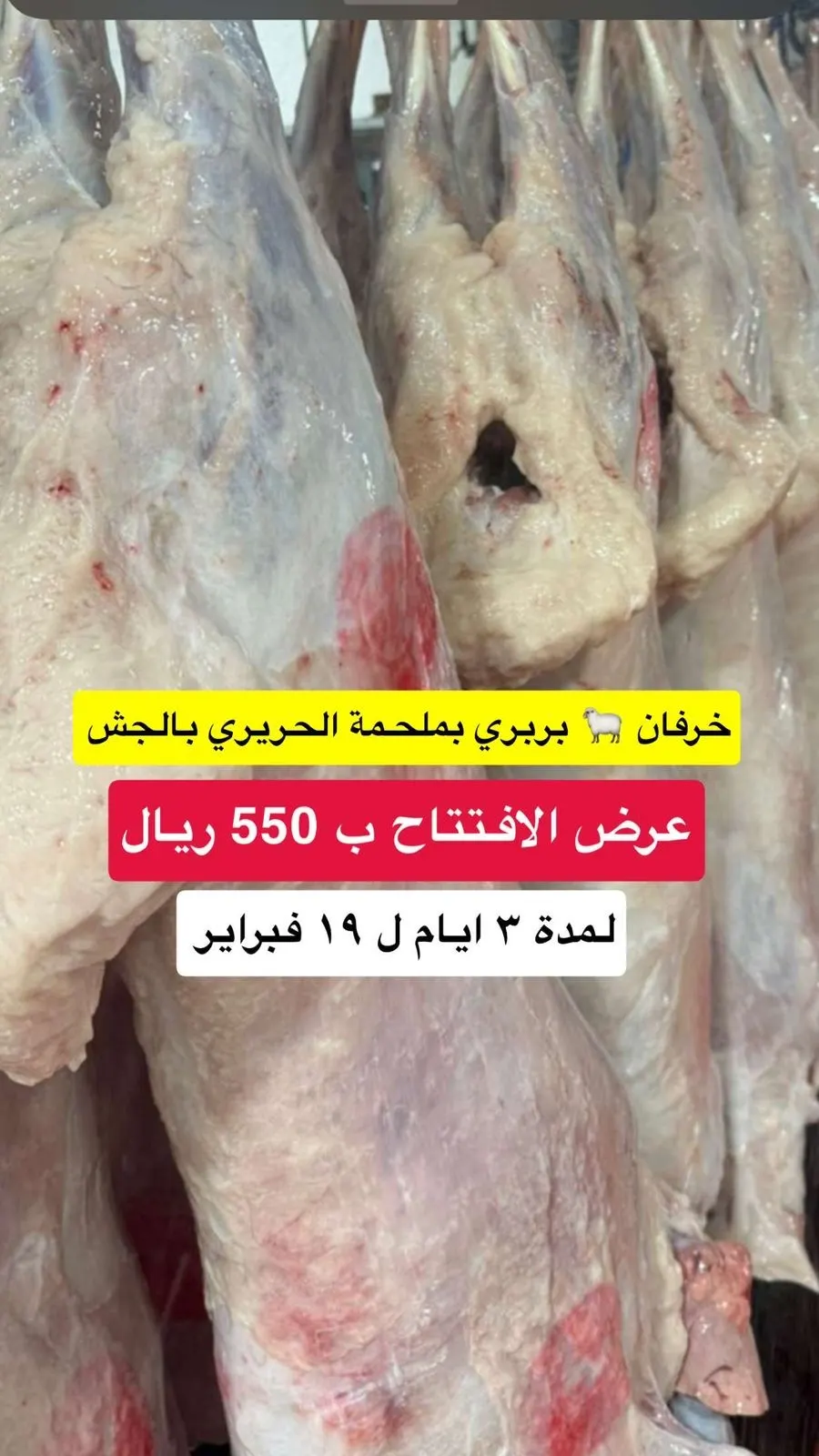 ملحمة الحريري.. افتتاح فرع الجش بعروض قوية