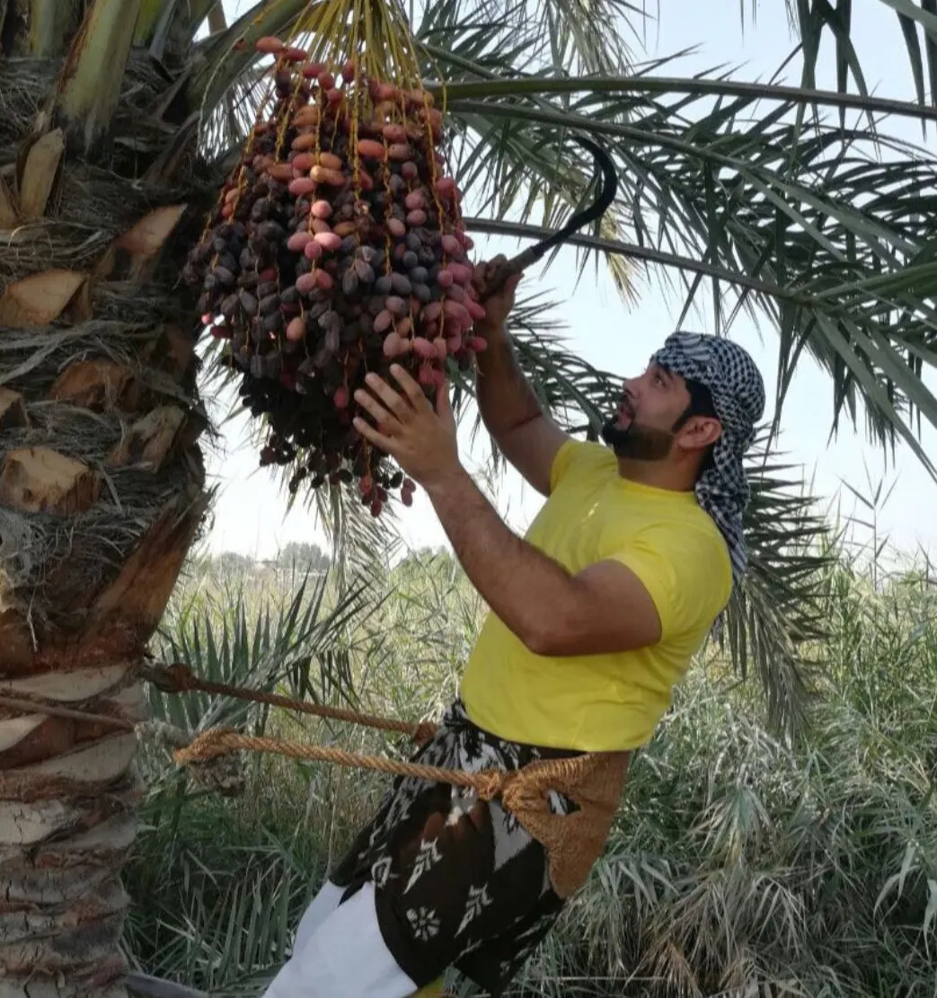 لمطابقتها بمعايير استخدامات الأراضي.. بلدية القطيف تدعو ملاك المزارع لمراجعتها لتزويدها بالمستندات