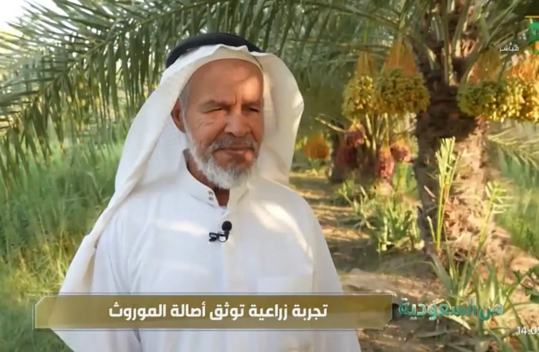 في قلب مزارع الأوجام.. قناة السعودية تروي حكاية عبدالولي آل مبارك مع أكثر من 30 صنفًا نادرًا من النخيل