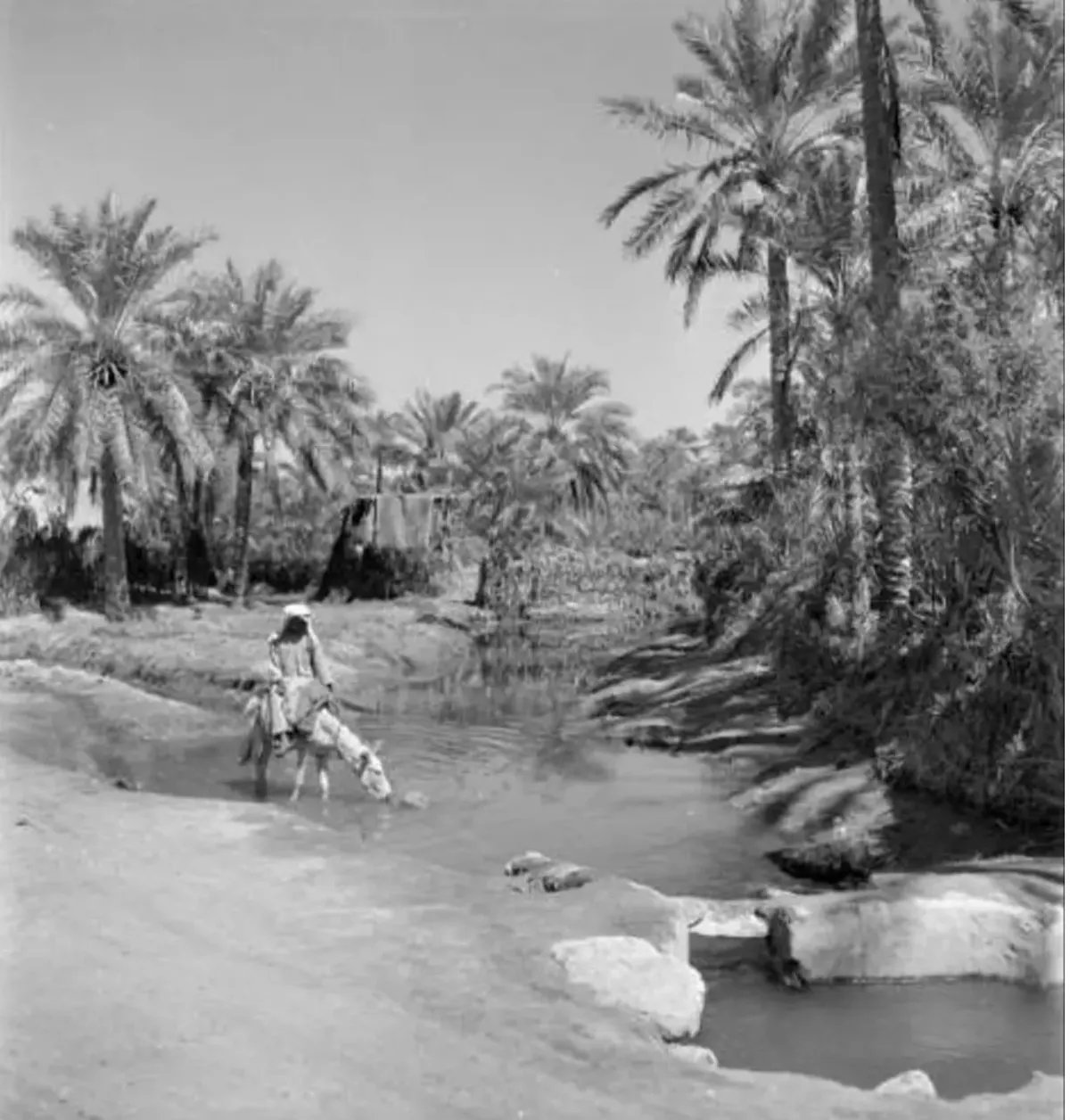 قبل نحو 80 عامًا.. هكذا كانت الحياة بين نخيل القطيف.. حمير للنقل وسواقي للماء وطرق تشق الواحة.. شاهد الصور