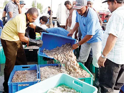انخفاض حصيلة الروبيان بالشرقية في الجولة الأولى 30 %