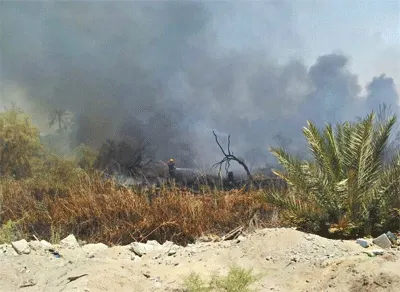 ثروة تُحرق بأعواد الكبريت.. خبير زراعي يطالب باستثمار مخلفات النخيل