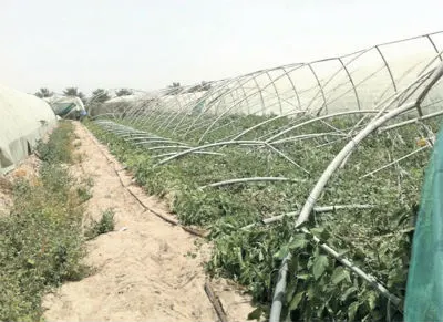 كيف يستعد المزارعين العضويين لموسم الخضر الجديد بالبيوت المحمية؟