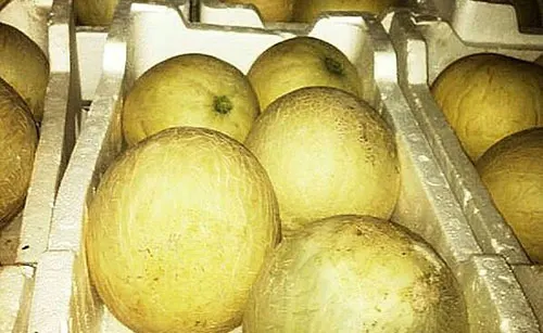 الشمام السعودي.. غذاء صحي واعد وتعزيز للأمن الغذائي