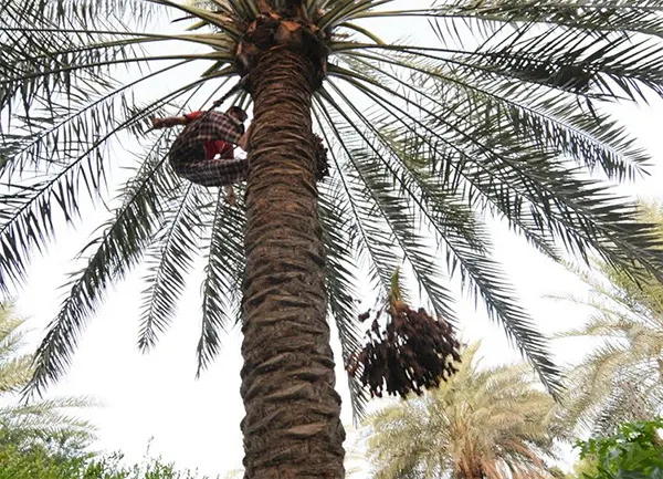 خطأ شائع في ري النخيل بعد الصرام.. هل ترتكبه؟