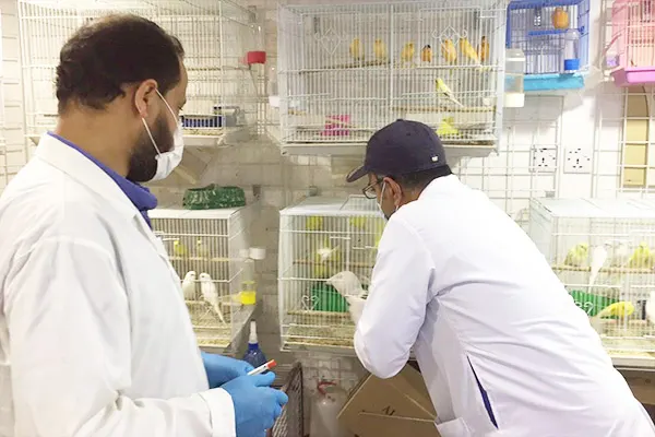 تسجيل أول وفاة بشرية بمتحور من إنفلونزا الطيور