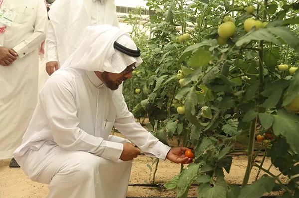 أم الساهك.. ورشة تعريفية بالزراعة العضوية وفوائدها