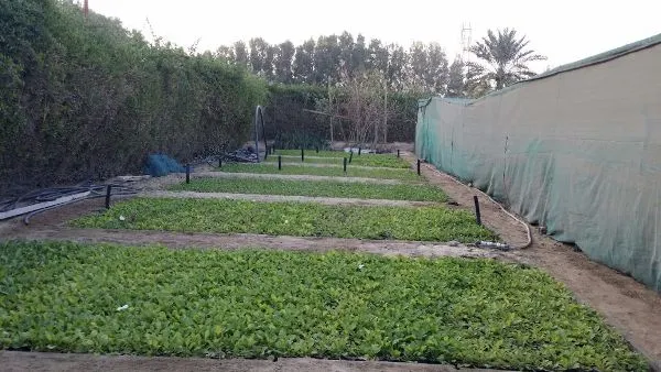 الخلو من الآفات ونظام للصرف.. 25 شرطا لتنظيم مشاتل «إنتاج الشتلات»