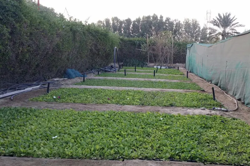 بدء موسم غرس الشتلات في مزارع الشرقية