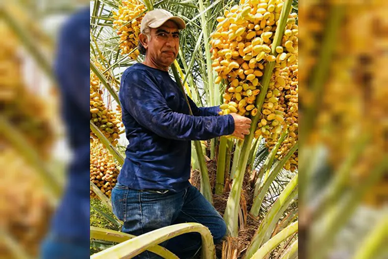 مطور زراعي: رعاية النخلة في الإحساء تعود لطرق متوارثة لأكثر من 6000 عام