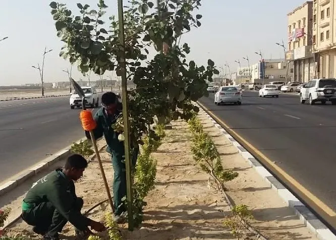 رئيس بلدية القطيف يوجه بإيقاف أعمال تقزيم الأشجار
