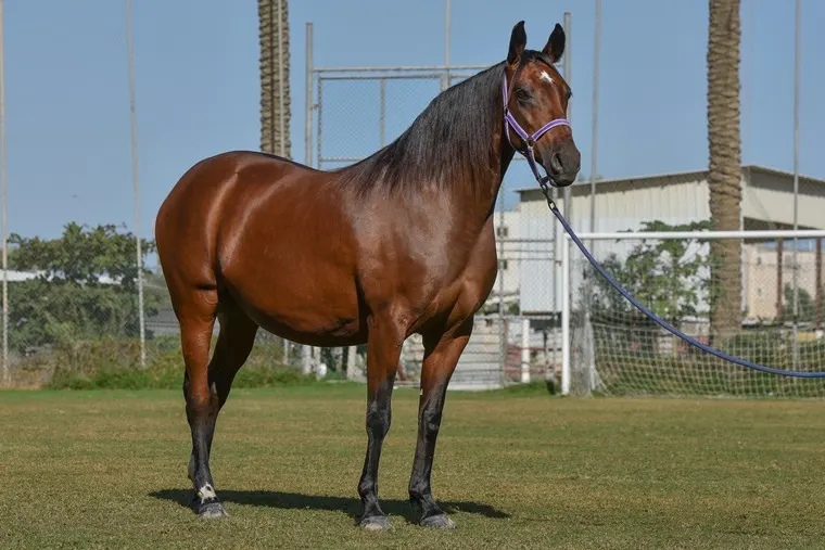 ضوابط جديدة لتسجيل الخيل العربية: تعرف عليها