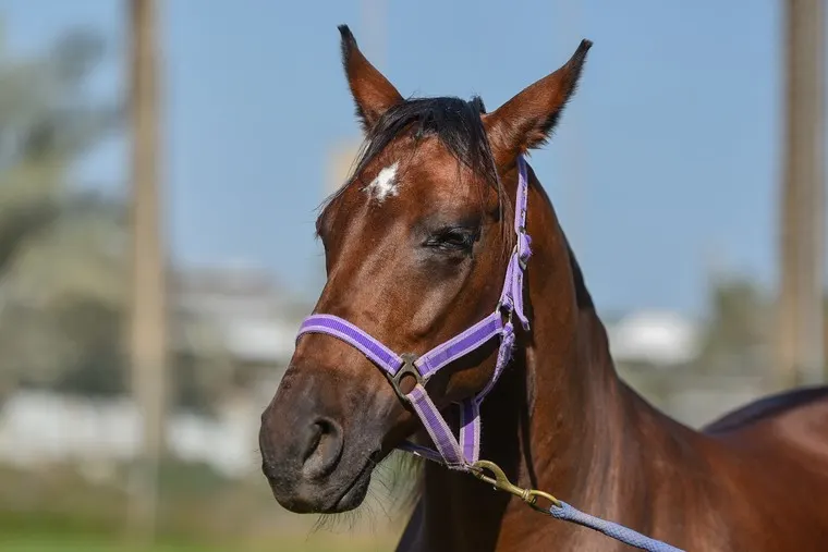 رسميًا.. المملكة خالية من أنيميا الخيل المعدي