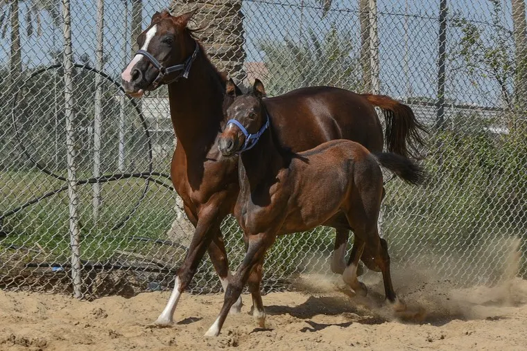 ”وقاء“ يطمئن مُلّاك الخيل: المملكة آمنة من الطاعون الإفريقي