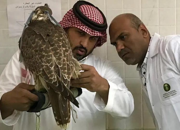 مبادرة وطنية جديدة.. شهادات ملكية رسمية للصقور