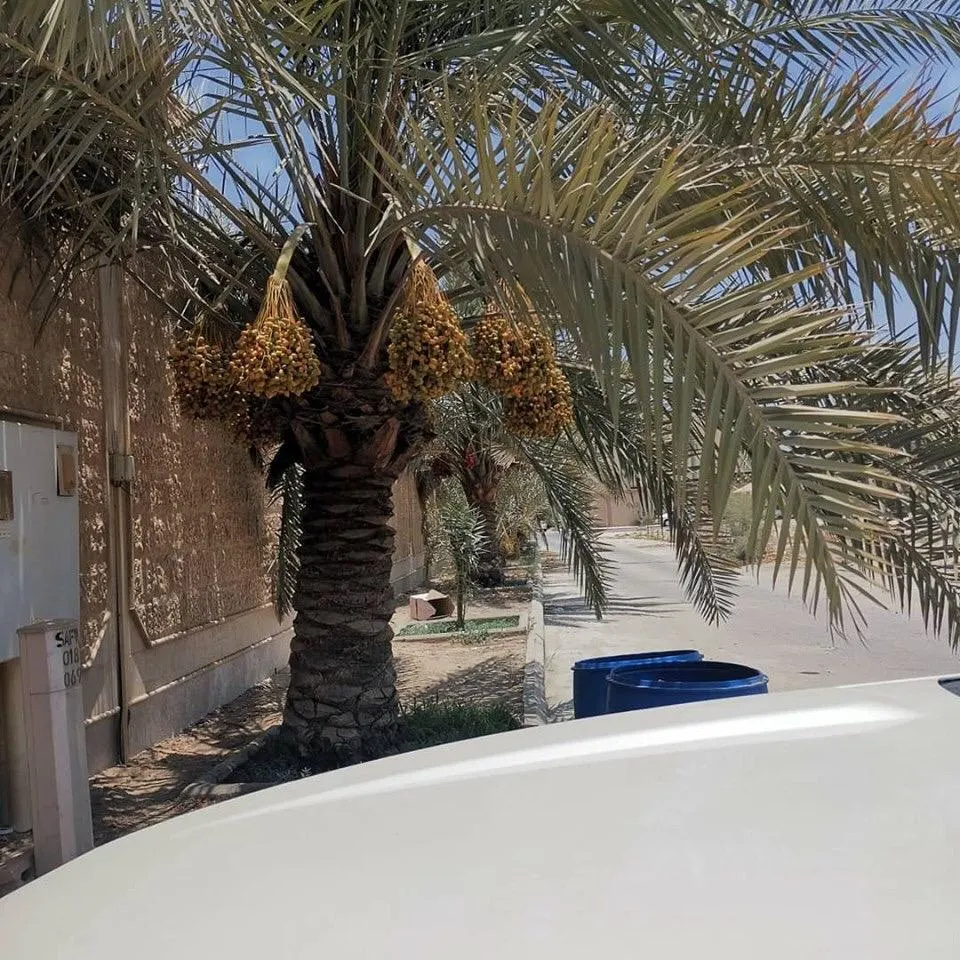 «الرطب المتساقط».. كنز مهمل على أرصفة وطرقات المملكة