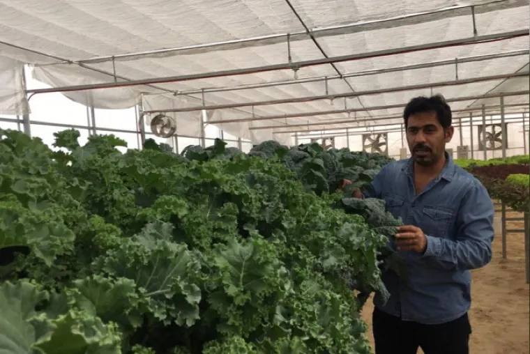 القطيف تتحدى المناخ وتنجح في إنتاج التين السوري بتقنيات الطاقة الشمسية
